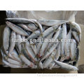 New comming frozen mackerel